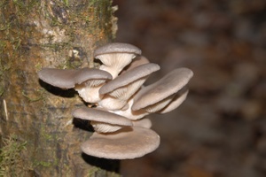  DSC 1403 